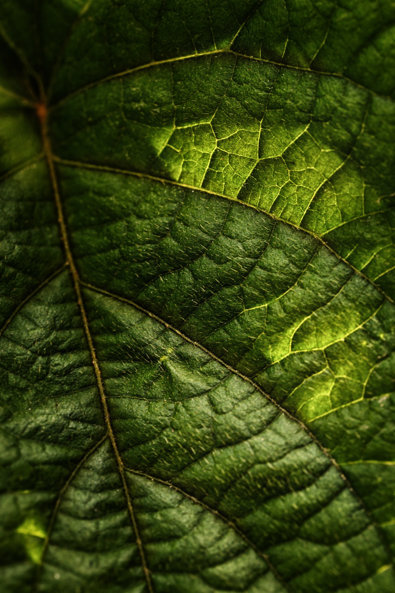 Serviço de Marketing Verde da CAÁ Ambiental