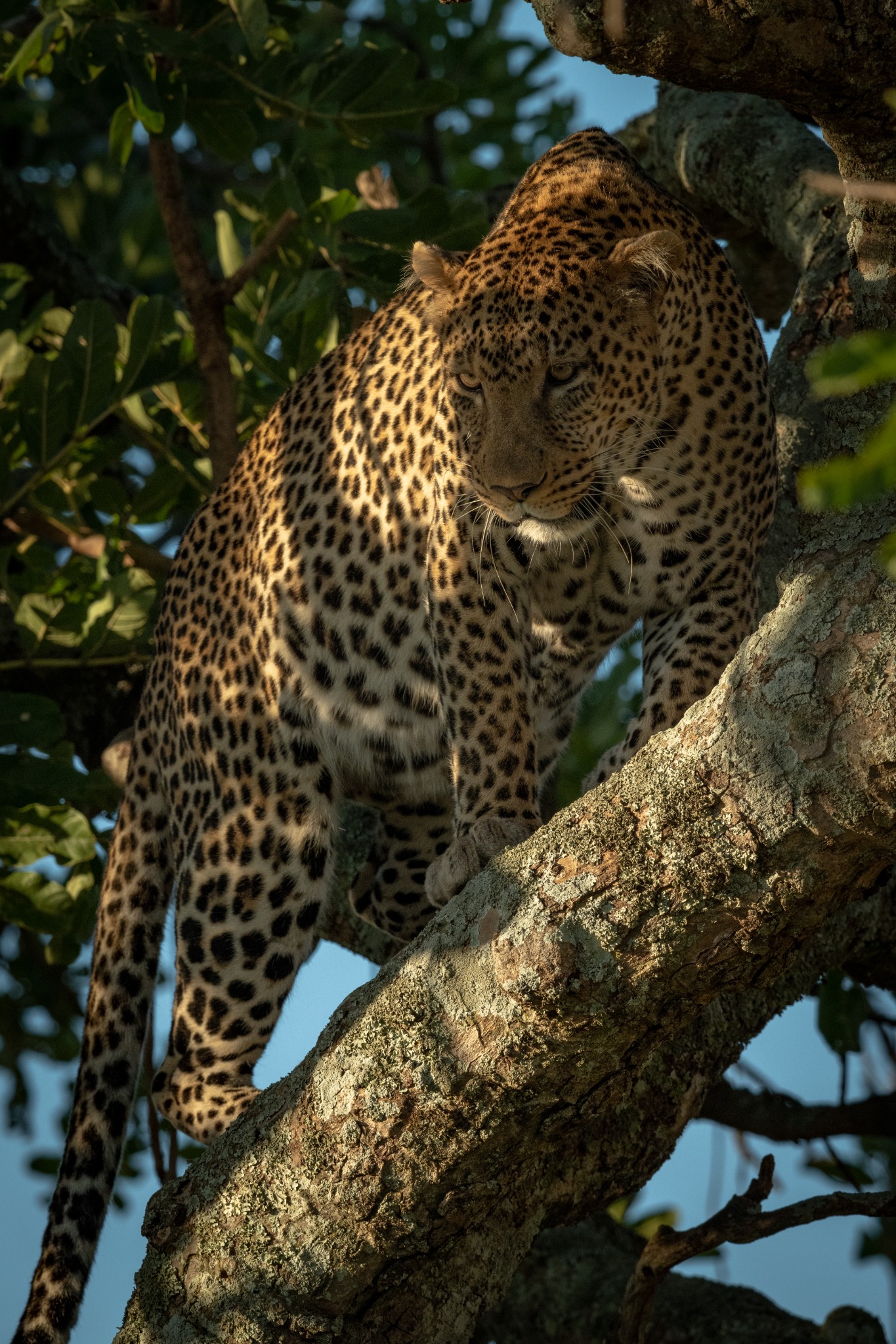 Registro de fauna 4