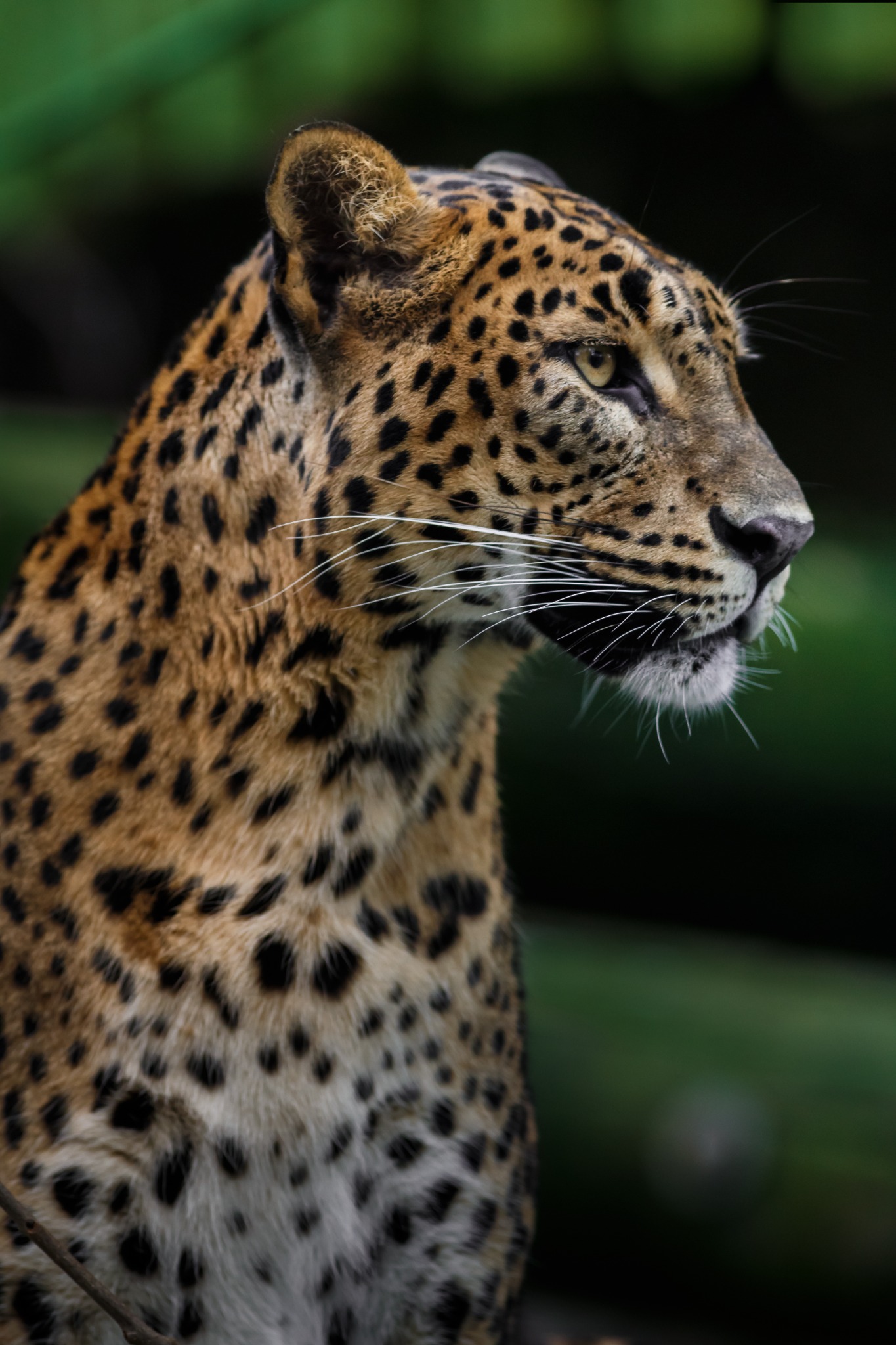 Registro de fauna 3