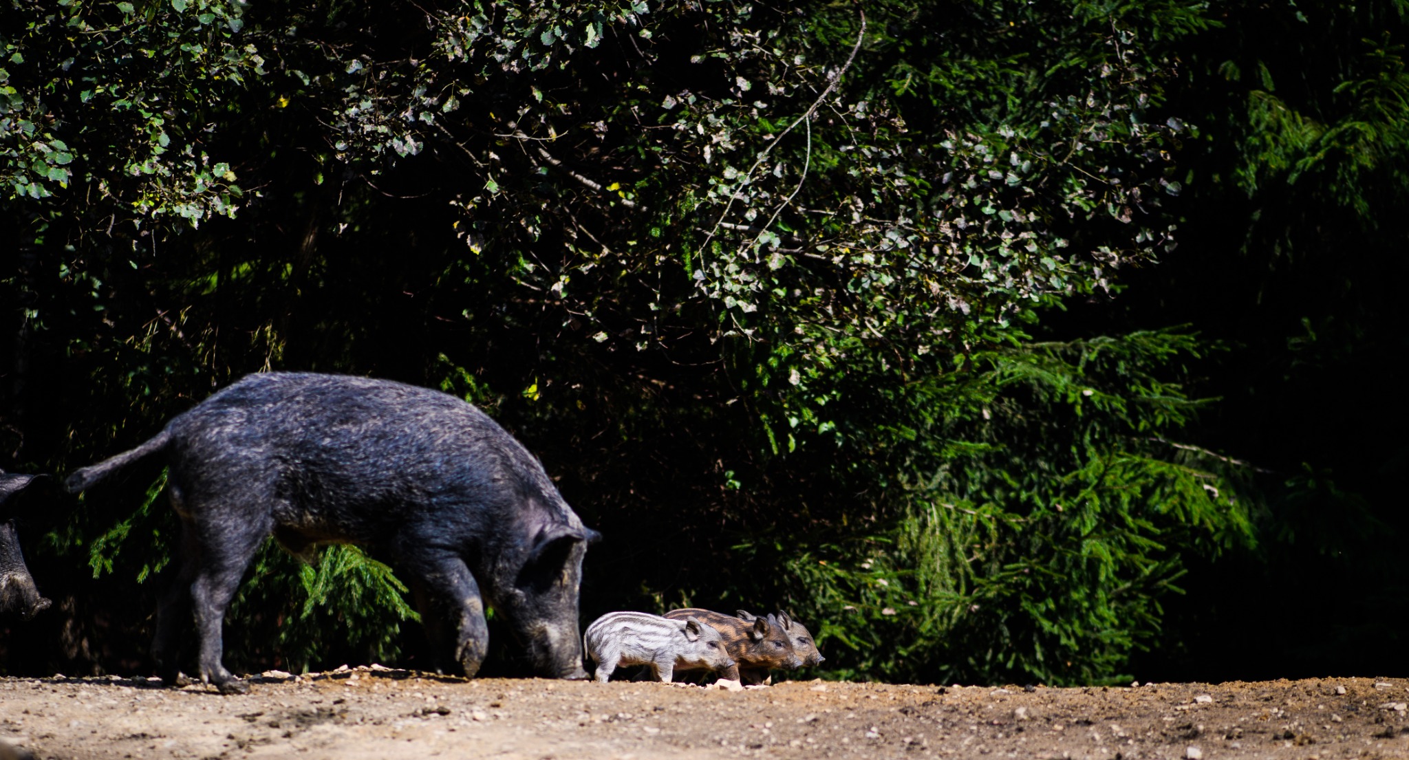 Registro de fauna 5