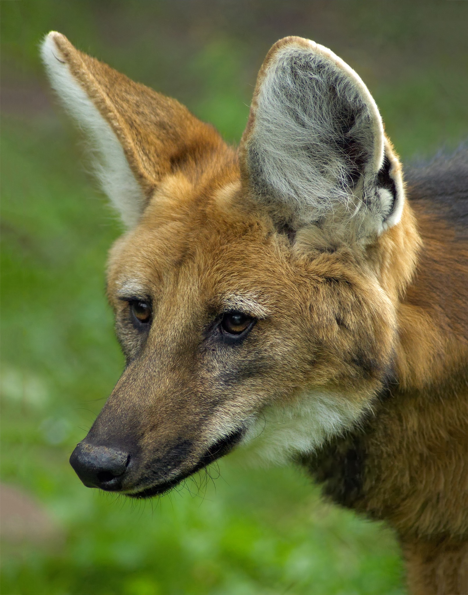 Registro de fauna 9