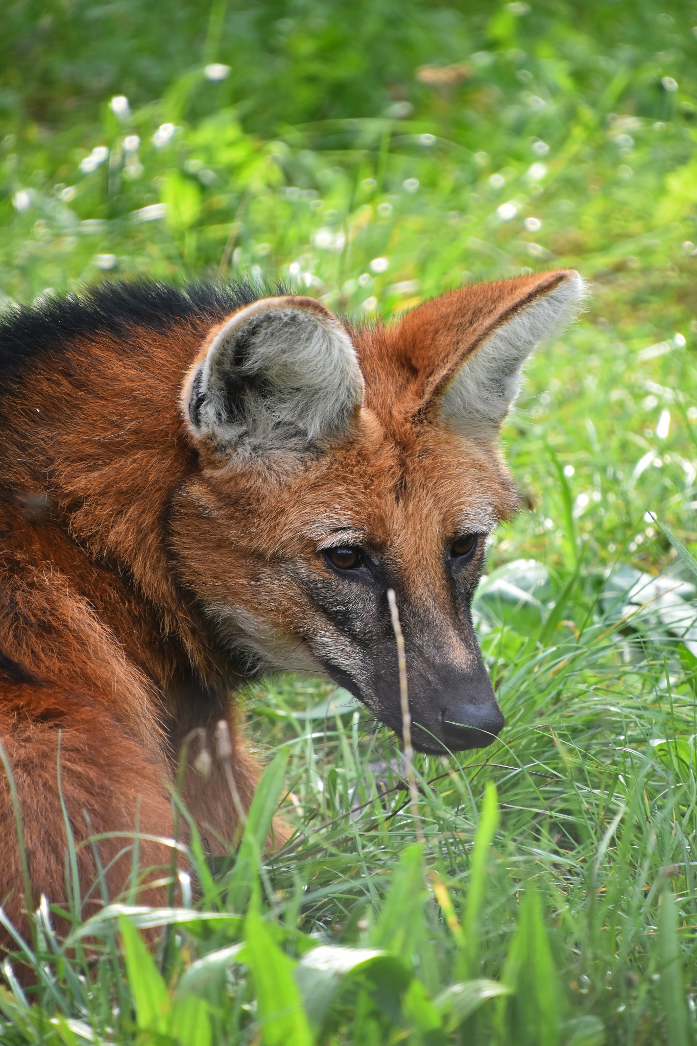 Registro de fauna 8