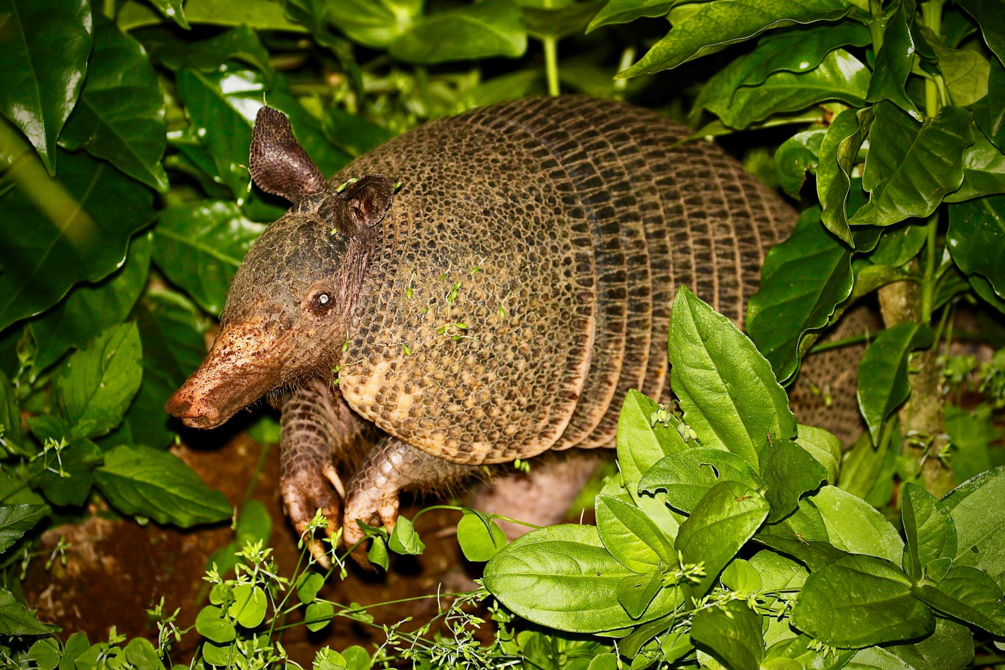 Registro de fauna 11