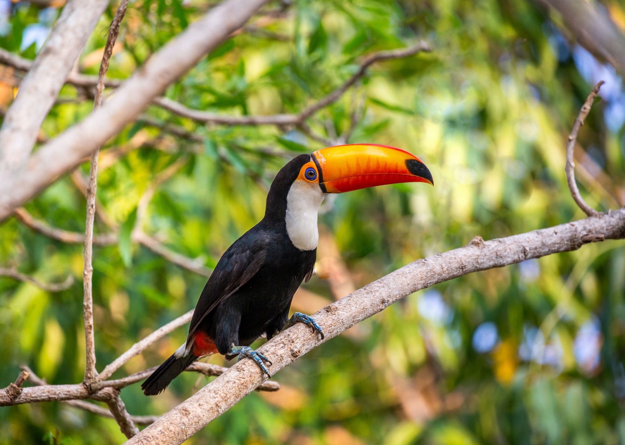 Registro de fauna 7
