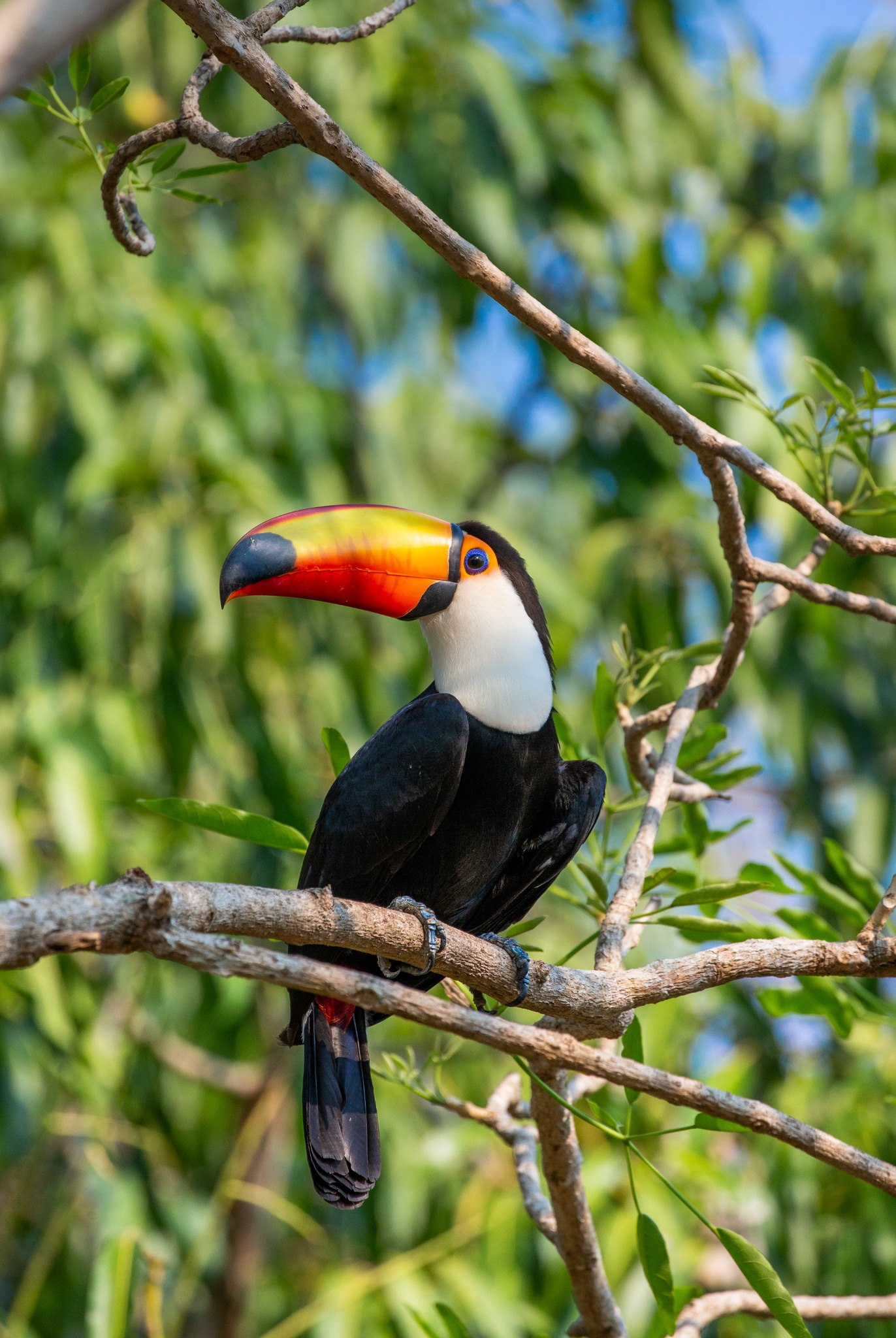 Registro de fauna 6