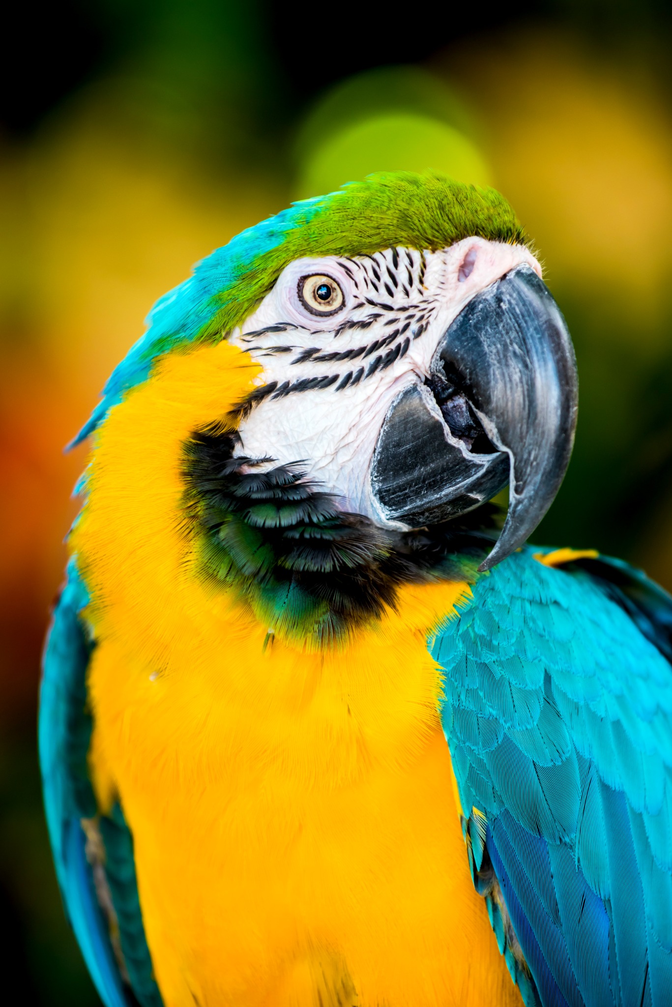 Papagaio utilizado para representar estudos de fauna e bioindicadores