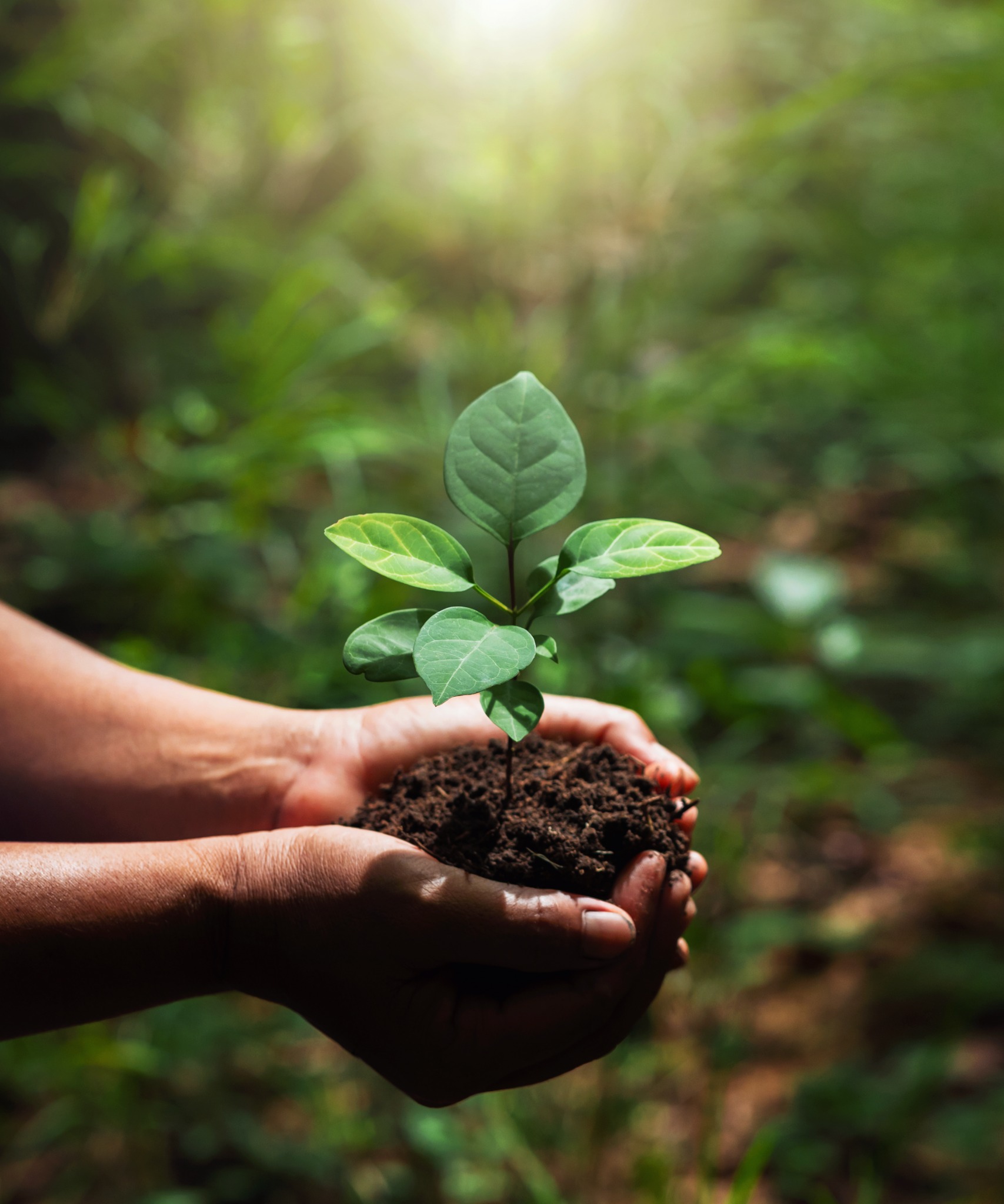 Muda nativa em processo de restauração ecológica